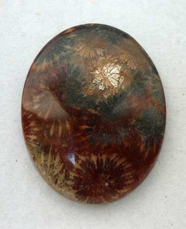 Fossil Coral Cab from Indonesia