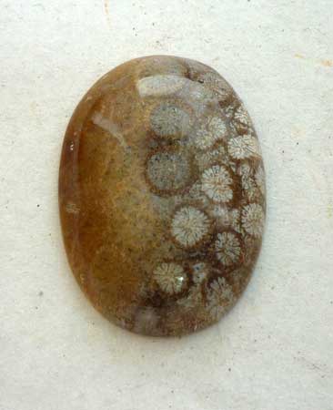 Indonesian Fossil Coral Cab