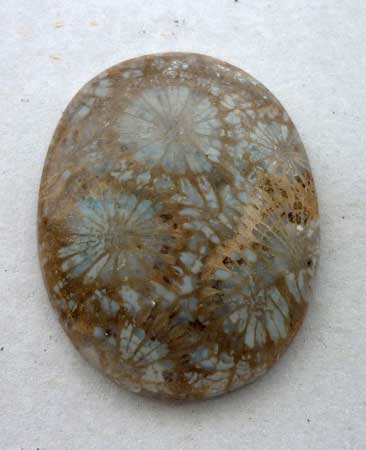 Indonesian Fossil Coral Loose Shape