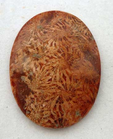 Agatized Coral Loose Shape