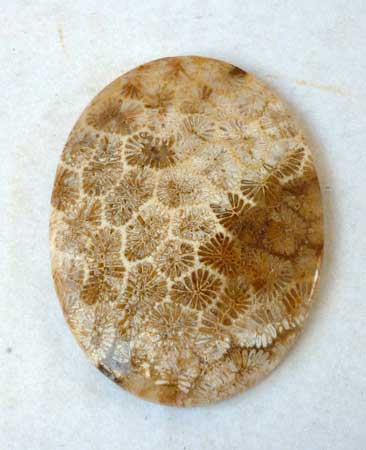 Fossil Coral Cabochon from Jambi