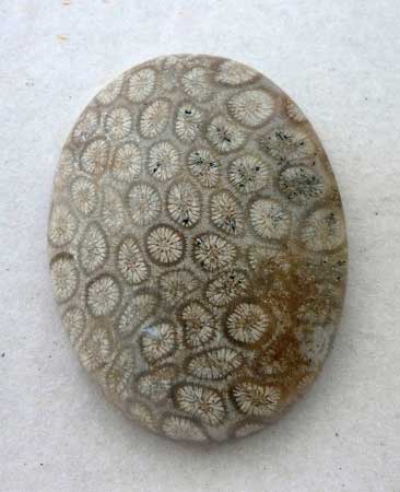 Indonesian Fossil Coral Loose Shape