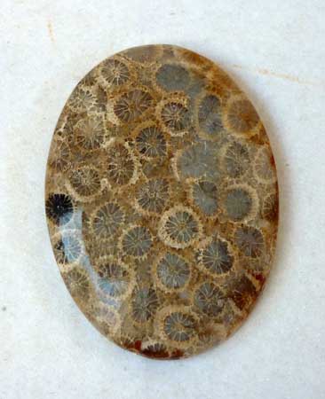 Fossil Coral Cabochon