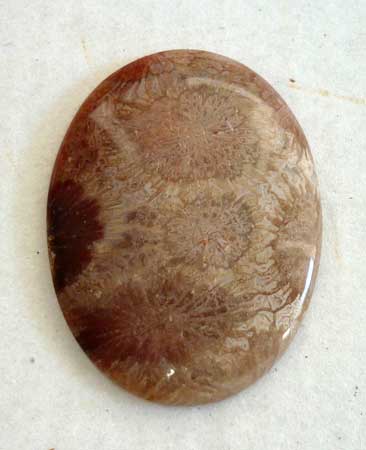 Jambi - Indonesia Fossil Coral Cabochon