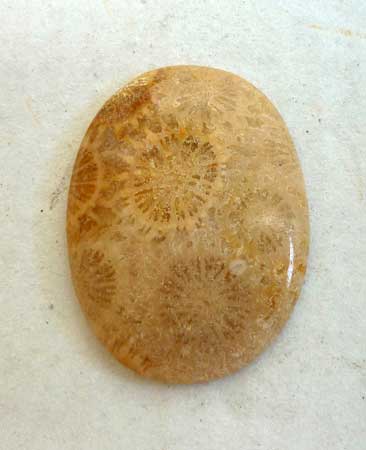 Indonesian Petrified Coral Cab