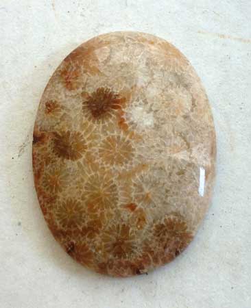 Indonesian Fossil Coral Loose Shape