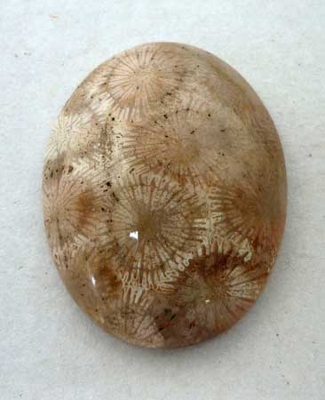Petrified fossil Coral Cabochon from Indonesia
