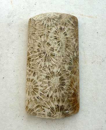 Indonesian Fossil Coral Cabochon