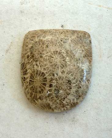 Agatized Fossil Coral Cabochon Indonesia