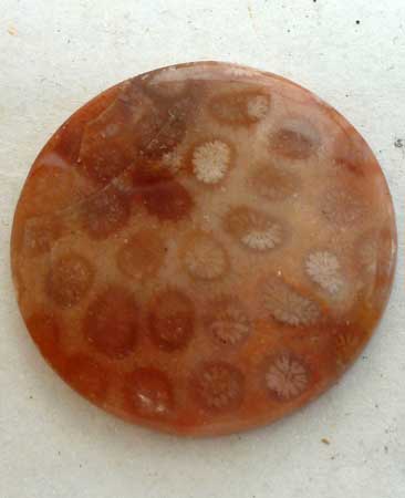 Indonesian Fossil Coral Loose Shape
