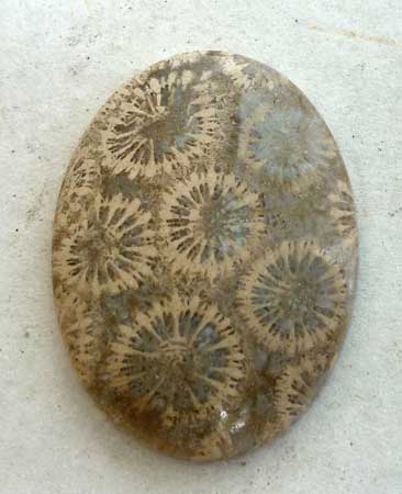 Indonesian Fossil Coral Loose Shape