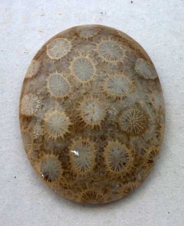 Indonesia Fossil Coral Loose - Sumatra