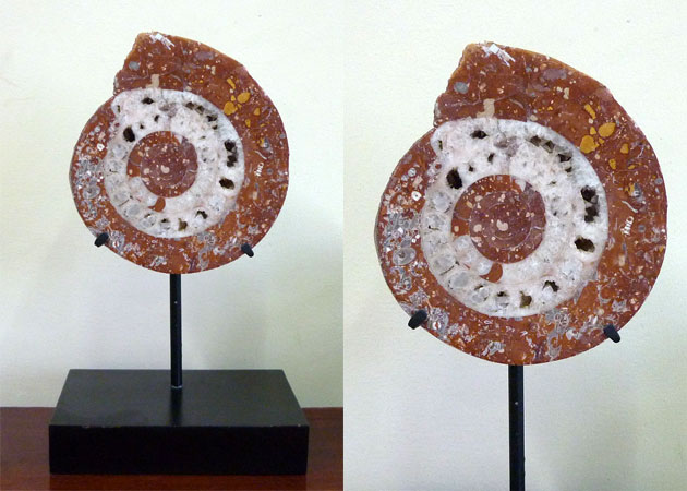 Standing Ammonite Fossil Indonesia