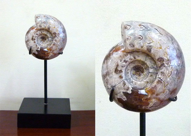 Indonesian Ammonite Fossil home decoration