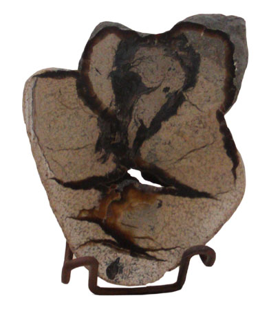 Fossil Wood from Indonesia