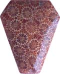 agatized fossil coral