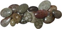 bali fosil coral cabochon