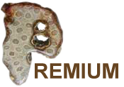 Indonesian Fossil Coral